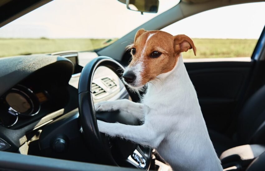 The best cars for dog owners.